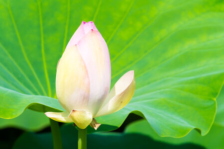 Bud of the white lotus flowerの写真素材