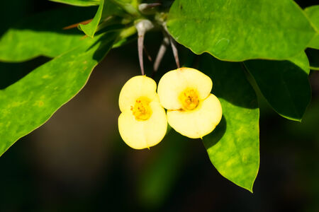 Euphoribia milii var splendens, Euphorbiaceae, Madagascarの写真素材