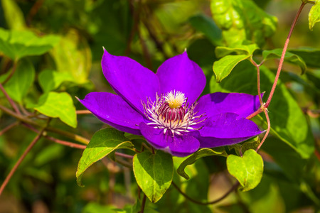 Purple clematis flowerの写真素材