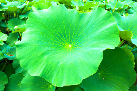 Big leaves of lotusの写真素材