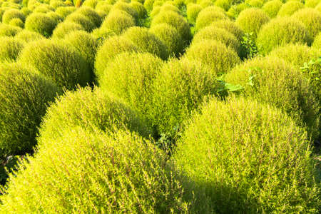 Green Kochiaの写真素材