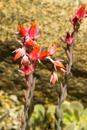 Echeveria runyonii, Crassulaceaeの写真素材