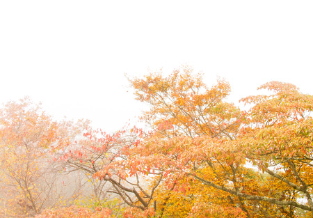 Autumn leaves in the fog, Japanの写真素材