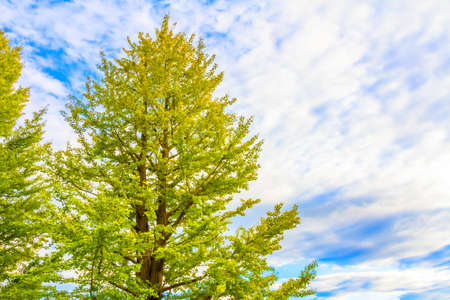 Ginkgo and the skyの写真素材