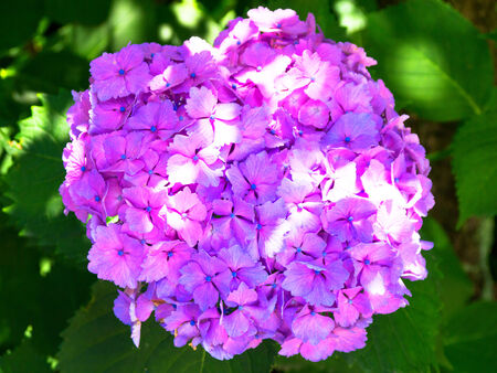 White hydrangea blossoms, summer flower