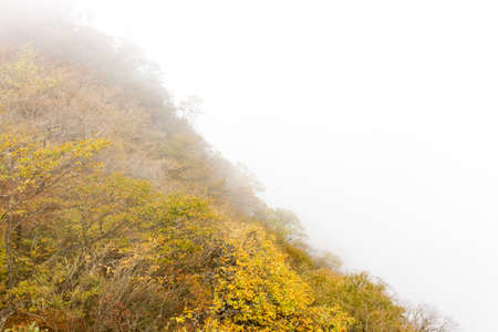 Autumn leaves in the fogの写真素材