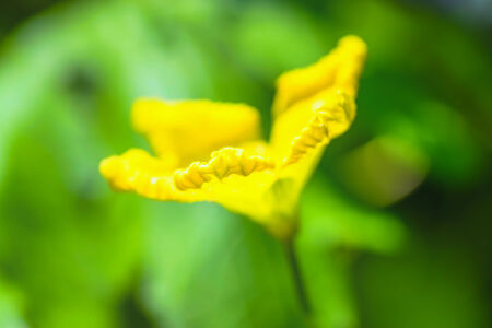 Flower of Bitter gourd, Cucurbitaceae, tropical Asiaの写真素材