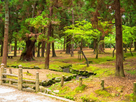 Deer at the Nara Parkの写真素材