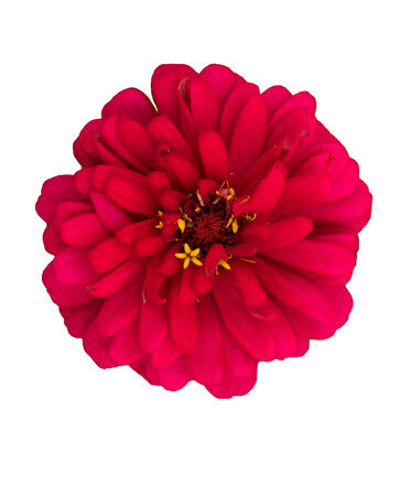 Shine red zinnia flowerの写真素材