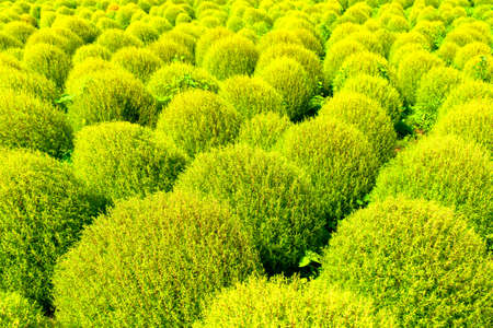 Green kochiaの写真素材