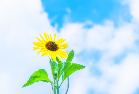 Sunflower in Summerの写真素材