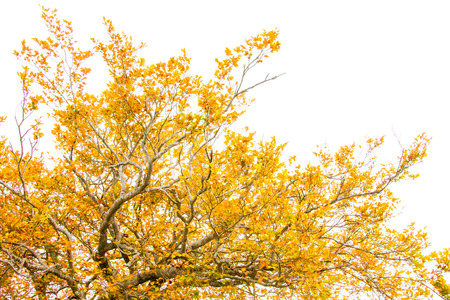 Trees were autumn leaves in Nikkoの写真素材