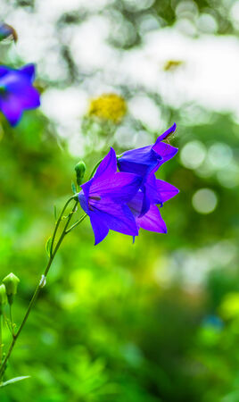 Platycodon grandiflorusの写真素材