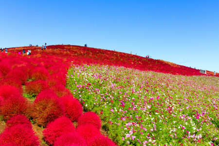 Cosmos field and red Kochia hillの写真素材