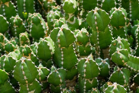 Euphorbia makallensis, Euphorbiaceae, Ethiopia