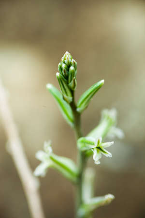 Haworthia obtusa plant 