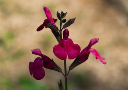 Salvia greggii, Cherry Sage, Labiatae, Central Americaの写真素材
