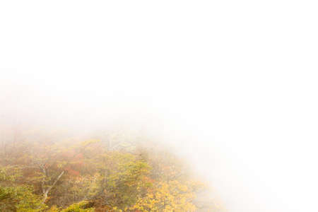 Autumn leaves in the fog