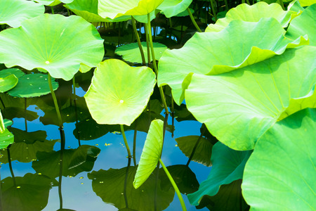 Pink water lily pondの写真素材