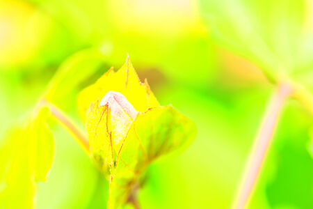 Gossypium hirsutum, Malvaceae, Americaの写真素材