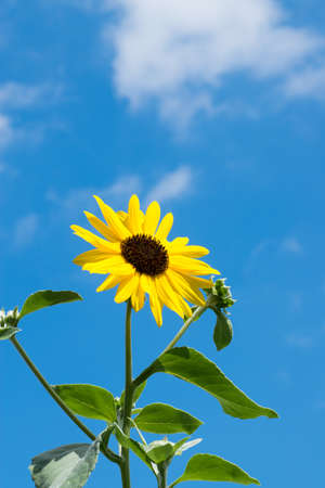 Sunflower in Summerの写真素材