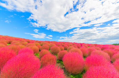 Field of red Kochiaの写真素材