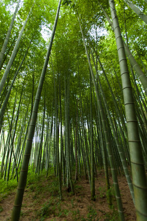 Bamboo forestの写真素材