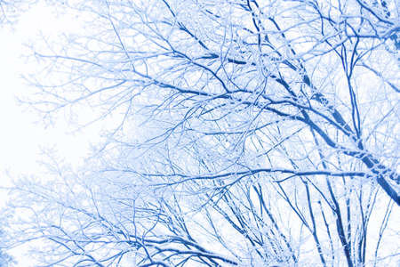 Snow, snow scene, snow covered park in Japanの写真素材