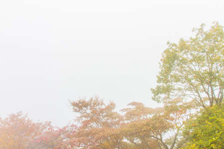 Autumn leaves in the fogの写真素材
