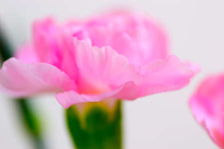 Pink carnationの写真素材