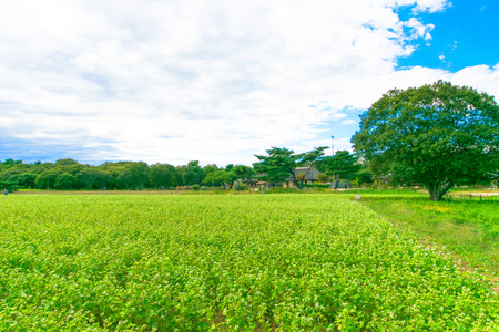 Buckwheat fieldの写真素材