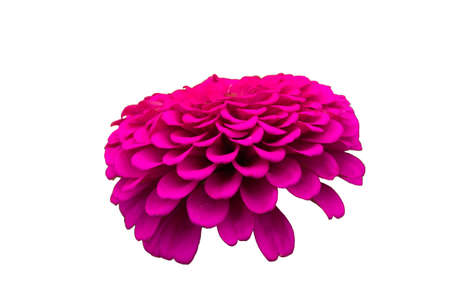 Red purple Zinnia, cut out, white backgroundの写真素材