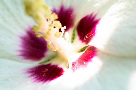 Close up of Hibiscus syriacus, Malvaceae, Chinaの写真素材
