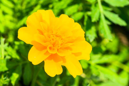 Marigold flowerの写真素材