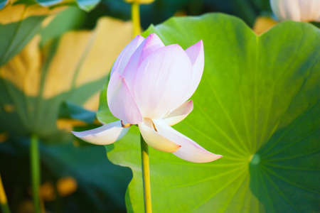 Pink lotus flowerの写真素材