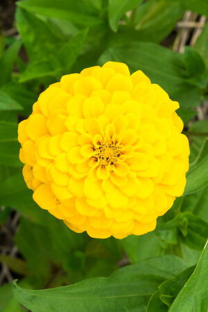 Yellow Zinnia flowerの写真素材