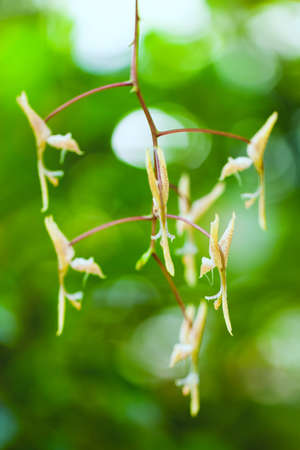 Gongora maculata, Trinidad - Peruの写真素材