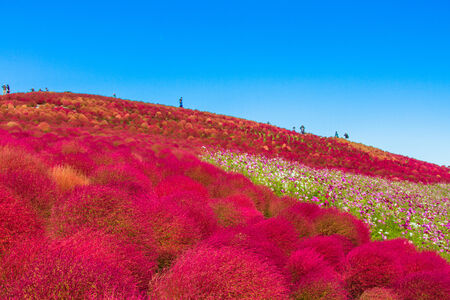 Red Kochia hillの写真素材