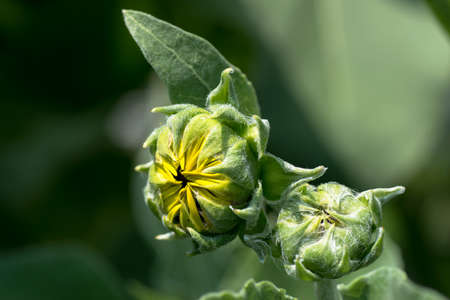 Sunflower in Summerの写真素材