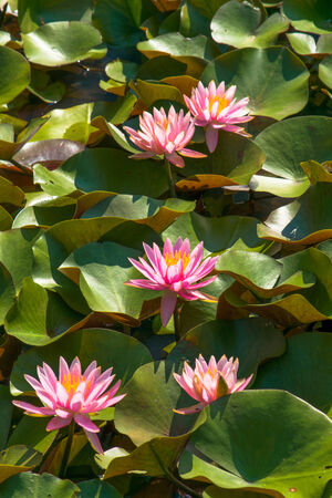 Pink water lily pondの写真素材