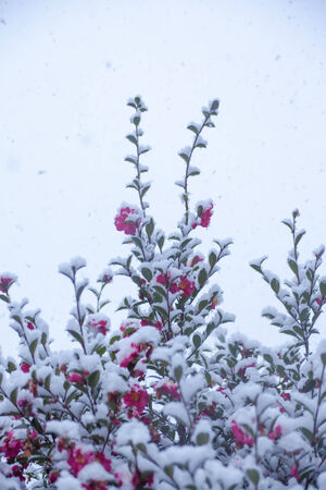 Snow and chilly red camellia flowersの写真素材