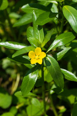 Ludwigia peploides, Subsp stipulaceaの写真素材
