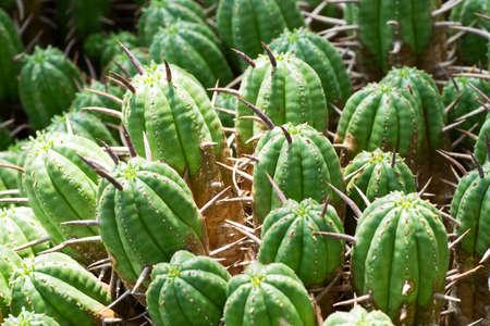 Euphorbia ferox, Euphorbiaceae, South Africaの写真素材