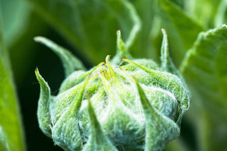 Sunflower in Summerの写真素材