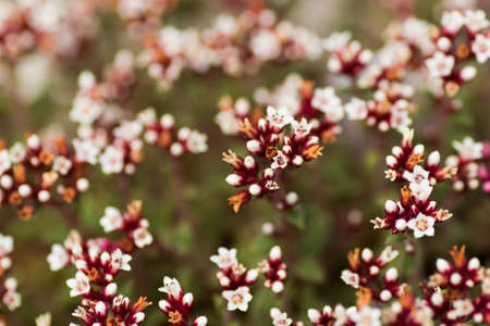 Crassula cooperi, Crassulaceae, South Africaの写真素材