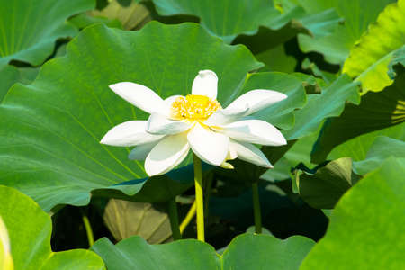 White lotus flowersの写真素材