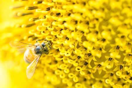 Honey bee on the center of Titan sunflowerの写真素材