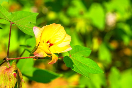 Gossypium hirsutum, Malvaceae, Americaの写真素材