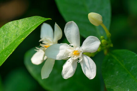 Wrightia sp., Apocynaceaeの写真素材