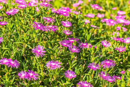 Field of Delosperma cooperi, Southern Africaの写真素材